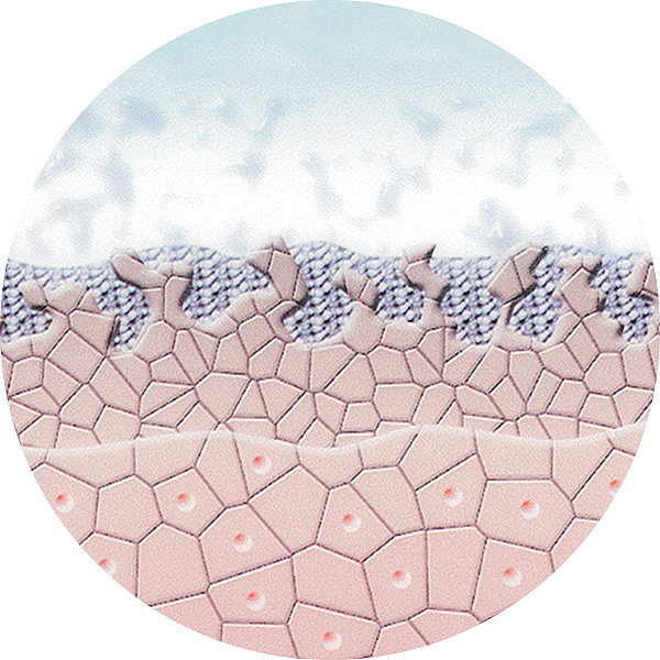 Mikrodermabrasion Enzyme spalten die Hautzellen